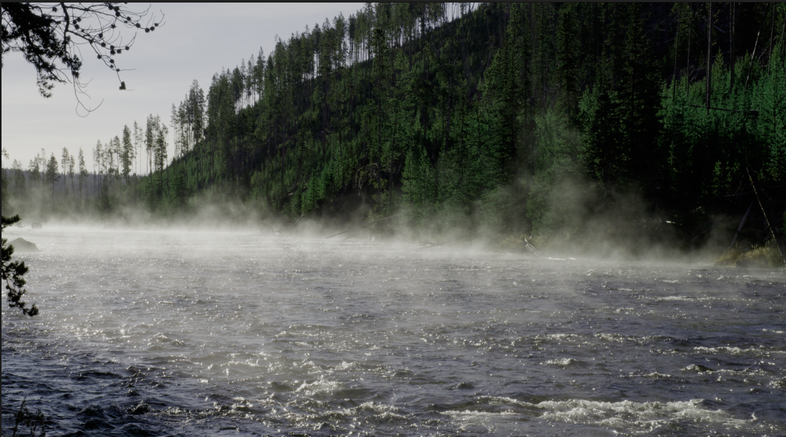 Flora - cool foliage grade